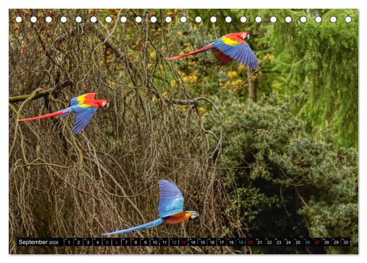 Produktbild: Fantastische V&ouml;gel (Tischkalender 2026 DIN A5 quer), CALVENDO Monatskalender