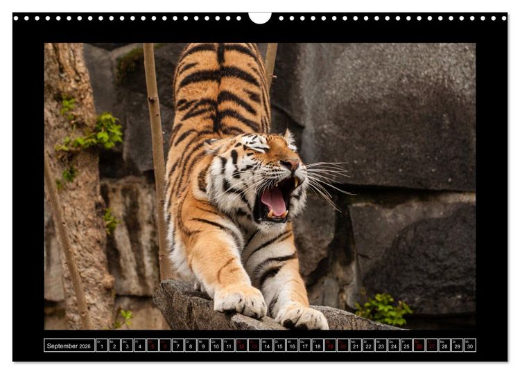 Produktbild: Tiger, L&ouml;we und Co. (Wandkalender 2026 DIN A3 quer), CALVENDO Monatskalender
