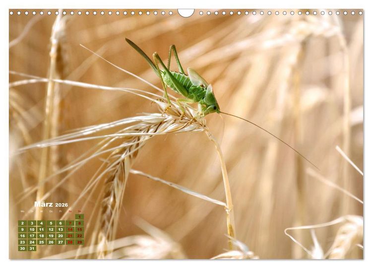 Produktbild: Klein aber oho. Die bunte Welt der Insekten (Wandkalender 2026 DIN A3 quer), CALVENDO Monatskalender