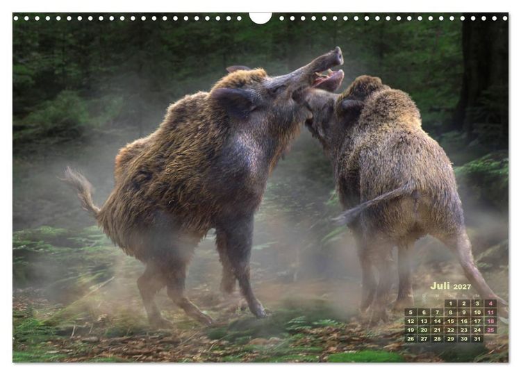 Produktbild: WILDE TIERE IN AKTION (Wandkalender 2027 DIN A3 quer), CALVENDO Monatskalender