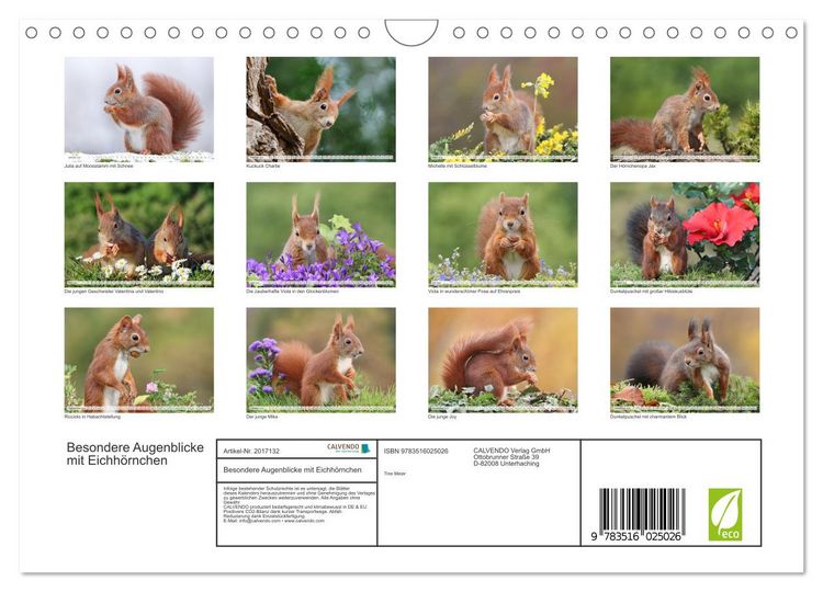 Produktbild: Besondere Augenblicke mit Eichh&ouml;rnchen (Wandkalender 2026 DIN A4 quer), CALVENDO Monatskalender