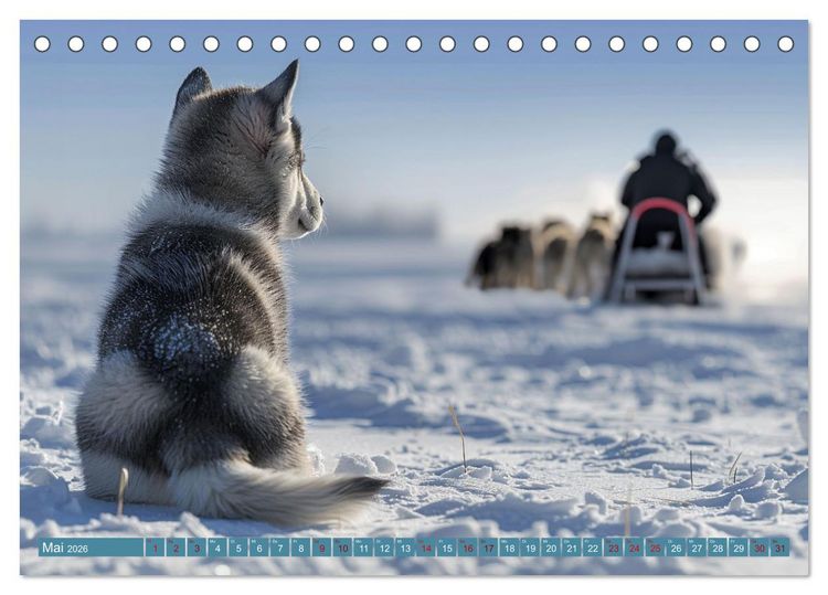 Produktbild: Schlittenhund Tr&auml;ume (Tischkalender 2026 DIN A5 quer), CALVENDO Monatskalender