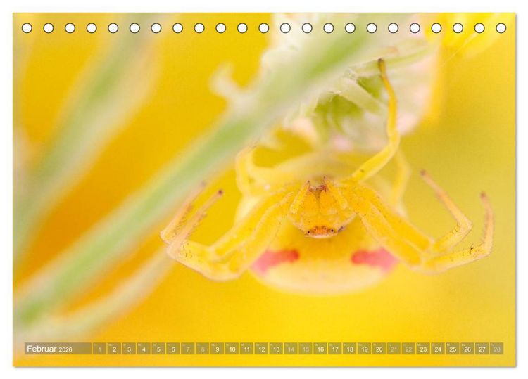 Produktbild: Wundersch&ouml;ne Spinnen (Tischkalender 2026 DIN A5 quer), CALVENDO Monatskalender