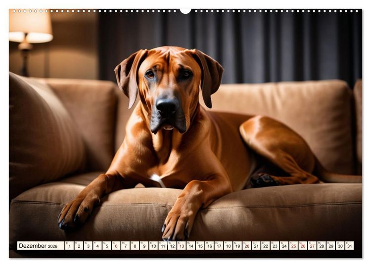 Produktbild: Rhodesian Ridgeback - Athlet mit R&uuml;ckenkamm (Wandkalender 2026 DIN A2 quer), CALVENDO Monatskalender