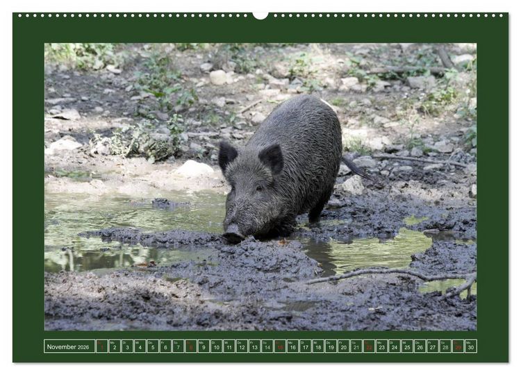 Produktbild: Schweinkram - Die Wildschweine sind los (hochwertiger Premium Wandkalender 2026 DIN A2 quer), Kunstdruck in Hochglanz