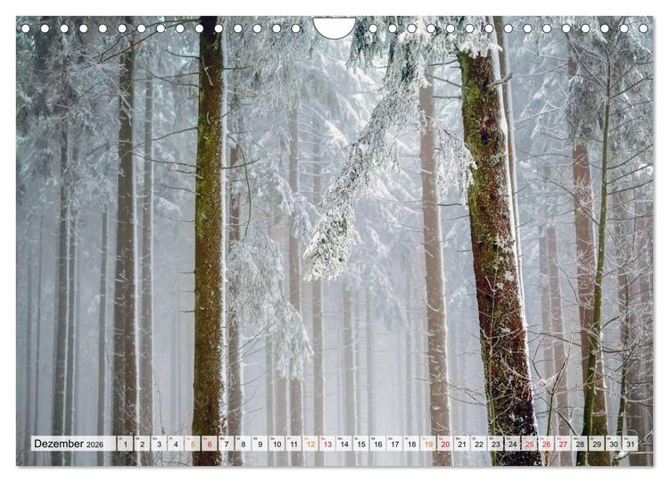 Produktbild: Wald - mystische Spazierg&auml;nge (Wandkalender 2026 DIN A4 quer), CALVENDO Monatskalender