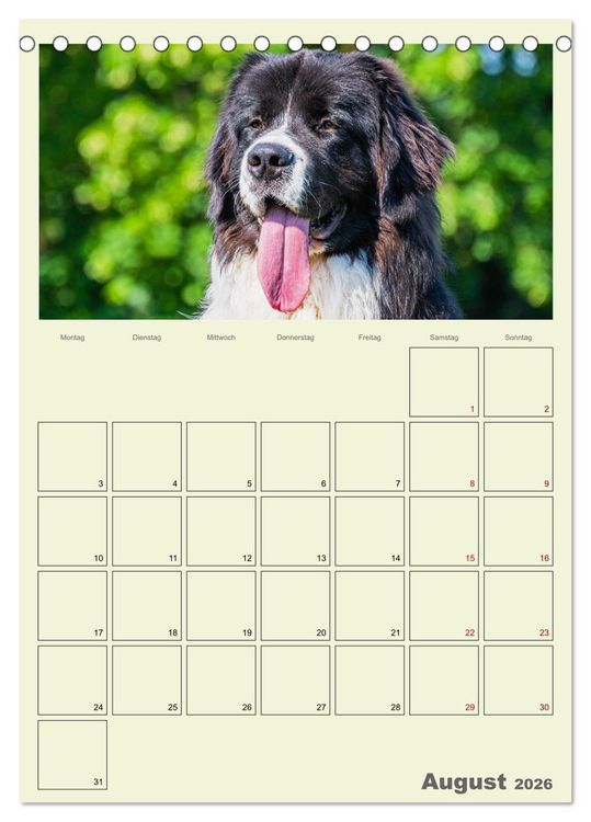Produktbild: Faszination Landseer - Mit Plan durch das Jahr (Tischkalender 2026 DIN A5 hoch), CALVENDO Monatskalender
