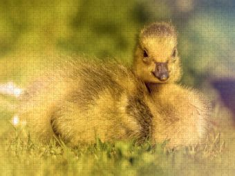Produktbild: CALVENDO Puzzle Mit seinem flauschigen Look und dem s&uuml;&szlig;en Blick bringt dieses Entlein jeden zum L&auml;cheln. | 1000 Teile Lege-Gr&ouml;&szlig;e 64x48cm Foto-Puzzle f