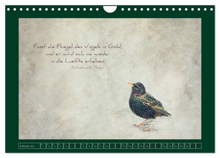 Produktbild: Stare und Weisheiten (Wandkalender 2027 DIN A4 quer), CALVENDO Monatskalender