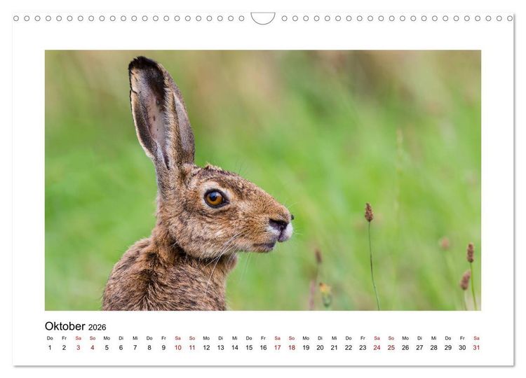 Produktbild: Deutschlands Wildtiere (Wandkalender 2026 DIN A3 quer), CALVENDO Monatskalender