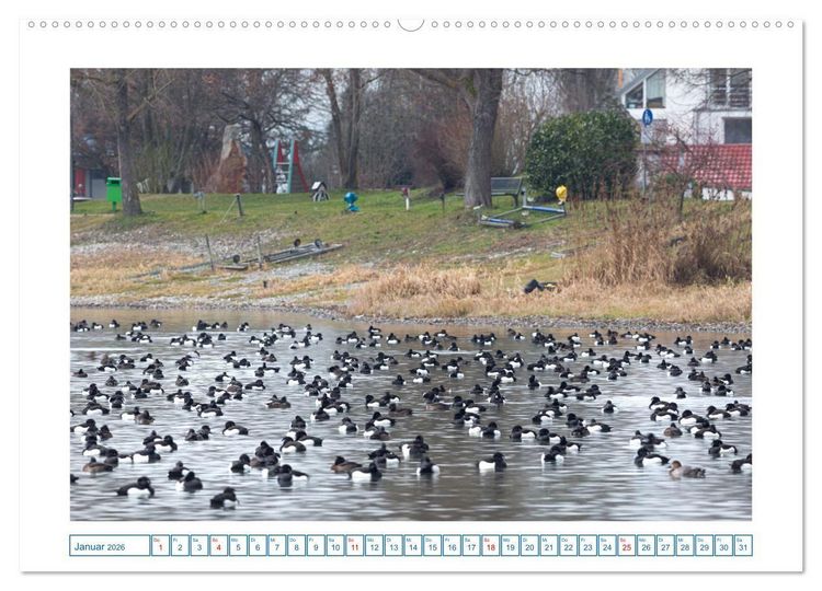 Produktbild: Allensbach am Bodensee (hochwertiger Premium Wandkalender 2026 DIN A2 quer), Kunstdruck in Hochglanz