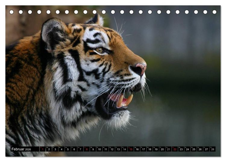 Produktbild: Tiger - die leisen J&auml;ger des Dschungels (Tischkalender 2026 DIN A5 quer), CALVENDO Monatskalender