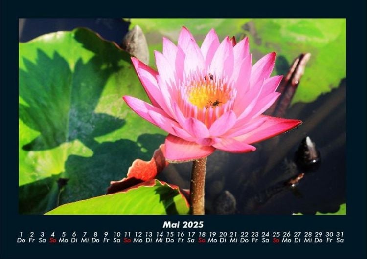 Produktbild: Blumenkalender 2025 Fotokalender DIN A4