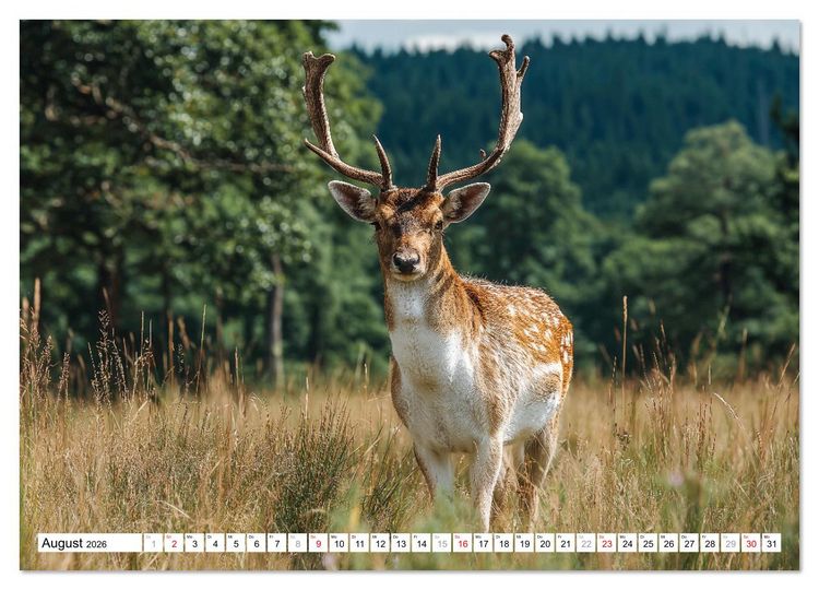 Produktbild: HIRSCHE UND REHE - Ein Jahr in freier Wildbahn (hochwertiger Premium Wandkalender 2026 DIN A2 quer), Kunstdruck in Hochglanz