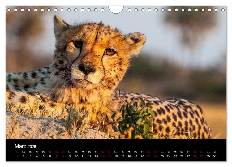 Produktbild: Afrika - Faszination Tierwelt (Wandkalender 2026 DIN A4 quer), CALVENDO Monatskalender