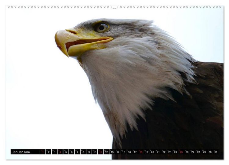 Produktbild: Wei&szlig;kopfseeadler. Symbol der Freiheit (hochwertiger Premium Wandkalender 2026 DIN A2 quer), Kunstdruck in Hochglanz