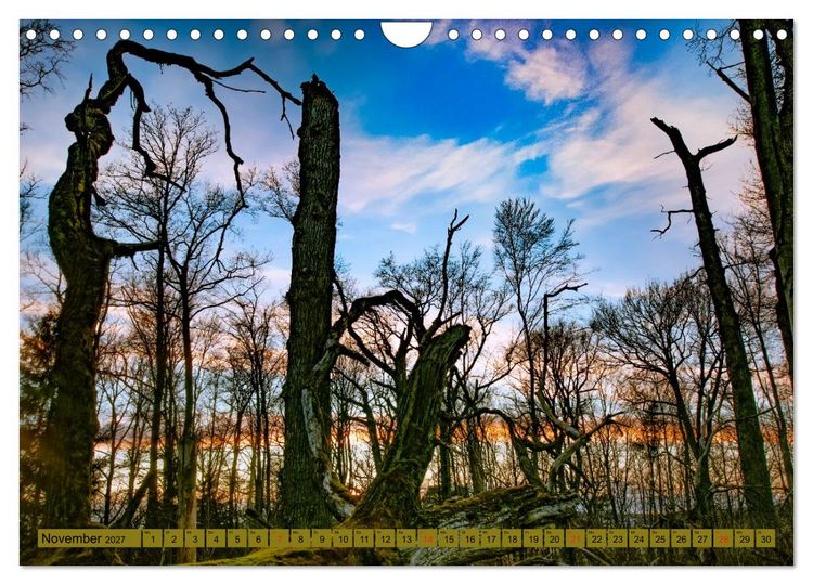 Produktbild: B&auml;ume sind Tr&auml;ume (Wandkalender 2027 DIN A4 quer), CALVENDO Monatskalender
