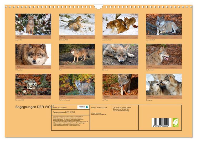 Produktbild: Begegnungen DER WOLF (Wandkalender 2026 DIN A3 quer), CALVENDO Monatskalender