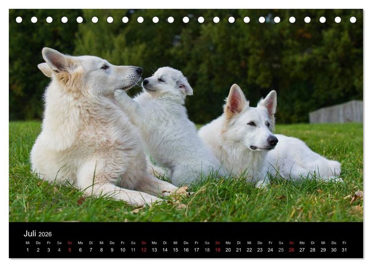 Produktbild: Wei&szlig;er Schweizer Sch&auml;ferhund (Tischkalender 2026 DIN A5 quer), CALVENDO Monatskalender