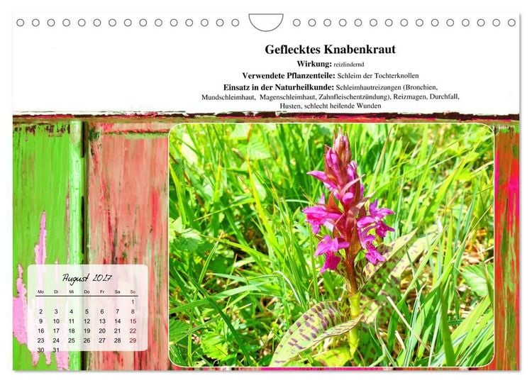 Produktbild: Gesundheit vor deiner Haust&uuml;re - Heilpflanzen am Alpenrand - Wirkung, Anwendungsbereiche und Teezubereitung (Wandkalender 2027 DIN A4 quer), CALVENDO Monatskalender