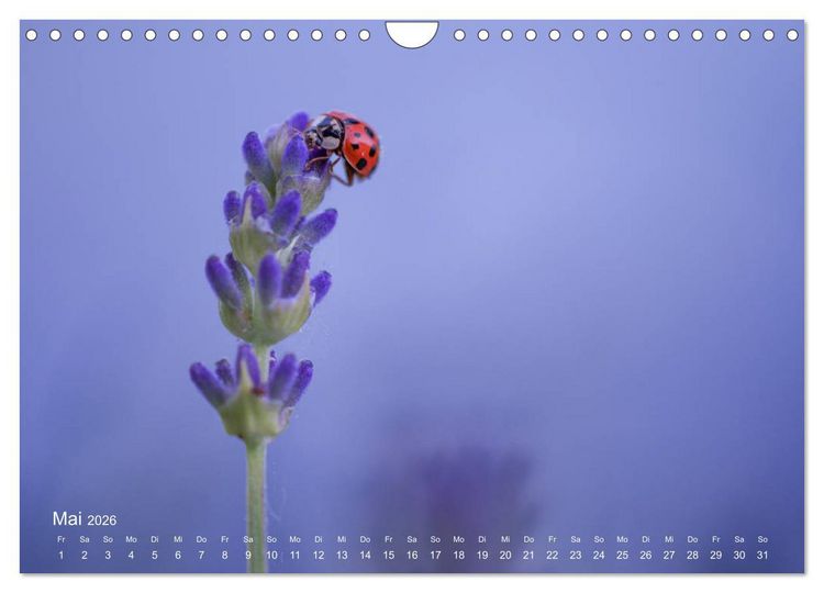 Produktbild: Eine Safari im Garten (Wandkalender 2026 DIN A4 quer), CALVENDO Monatskalender