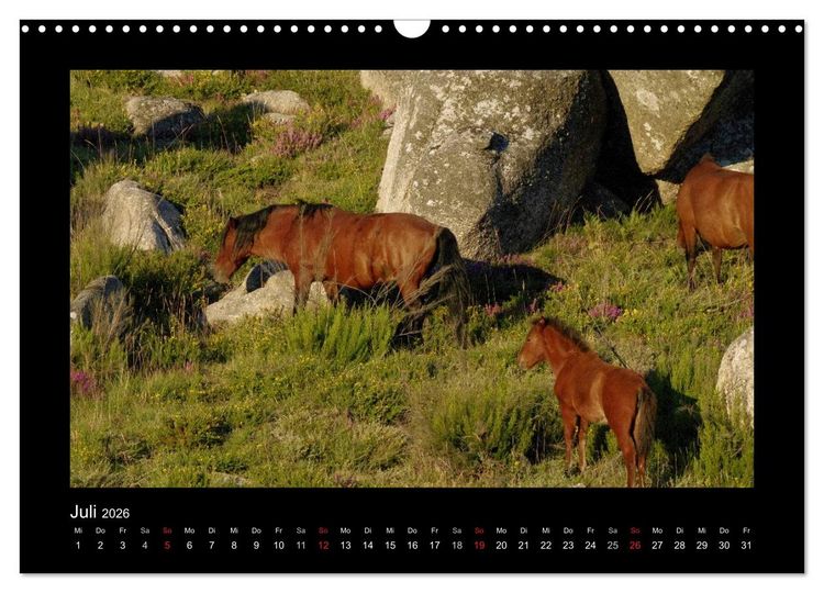 Produktbild: Garranos - Bedrohte Wildpferde Europas (Wandkalender 2026 DIN A3 quer), CALVENDO Monatskalender