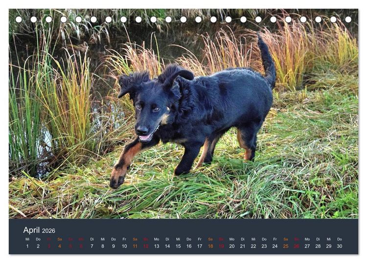 Produktbild: Ein Hovawart, ein Wachhund (Tischkalender 2026 DIN A5 quer), CALVENDO Monatskalender