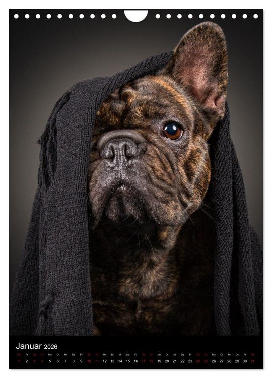 Produktbild: Bullyzauber - Franz&ouml;sische Bulldoggen (Wandkalender 2026 DIN A4 hoch), CALVENDO Monatskalender