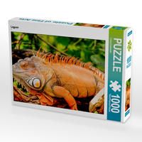 Produktbild: CALVENDO Puzzle Leguan 1000 Teile Lege-Gr&ouml;&szlig;e 64 x 48 cm Foto-Puzzle Bild von Conny Krakowski