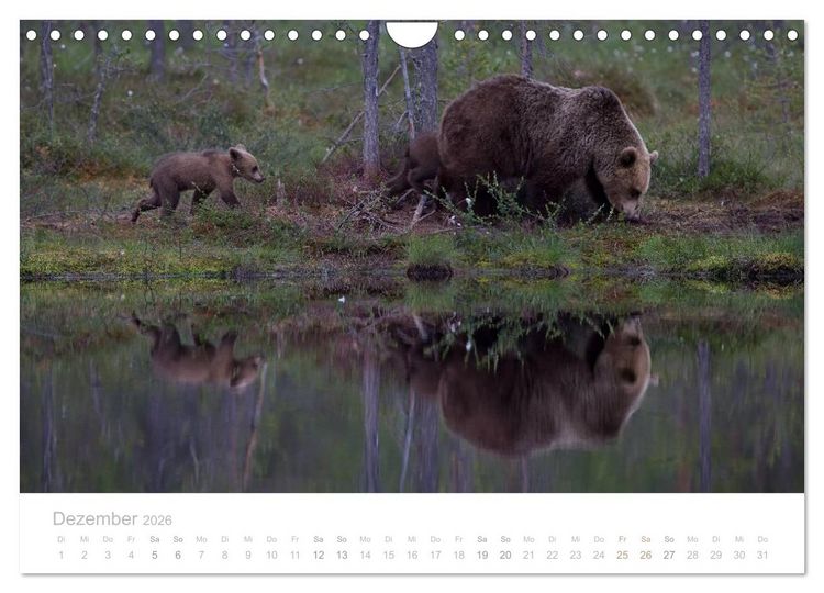 Produktbild: Braunb&auml;ren - pelzige Riesen in Finnlands W&auml;ldern (Wandkalender 2026 DIN A4 quer), CALVENDO Monatskalender