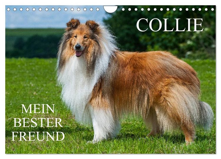 Produktbild: Collie - Mein bester Freund (Wandkalender 2026 DIN A4 quer), CALVENDO Monatskalender