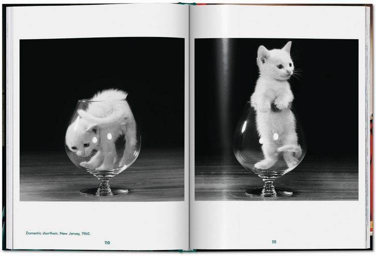 Produktbild: Walter Chandoha. Cats. Photographs 1942&ndash;2018