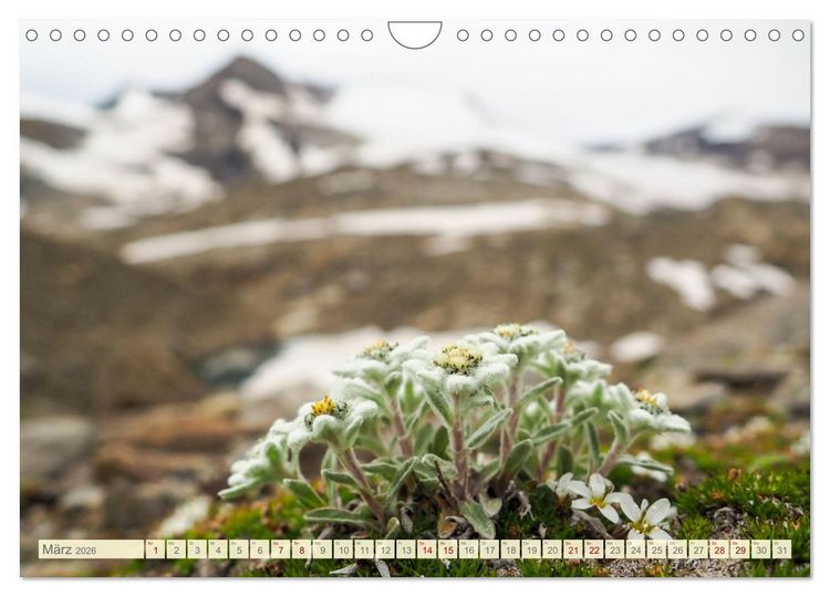Produktbild: Edelwei&szlig; - Wahrzeichen der Alpen (Wandkalender 2026 DIN A4 quer), CALVENDO Monatskalender