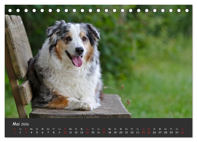 Produktbild: Australian Shepherd - Augenblicke (Tischkalender 2026 DIN A5 quer), CALVENDO Monatskalender