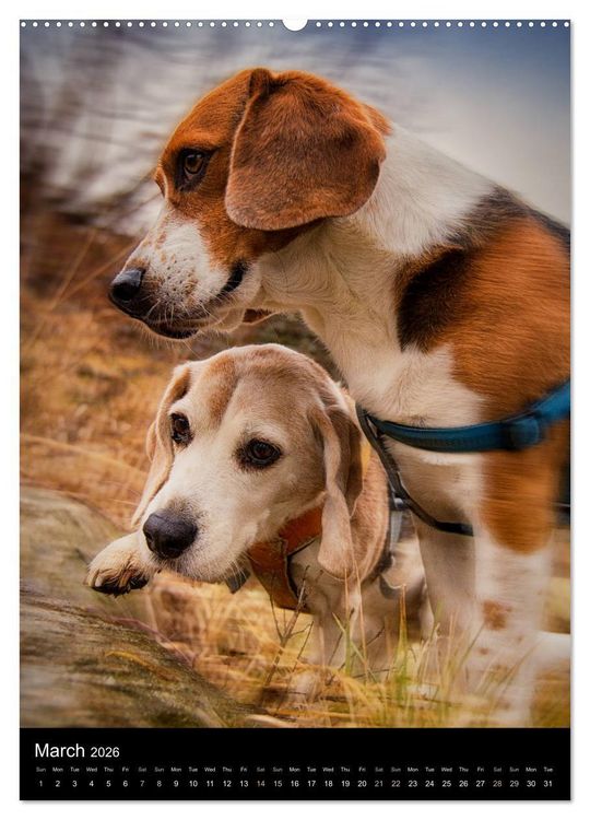 Produktbild: Beagles in action (High Quality Premium Wall Calendar 2026 DIN A2 portrait),CALVENDO 12 Month Wall Calendar