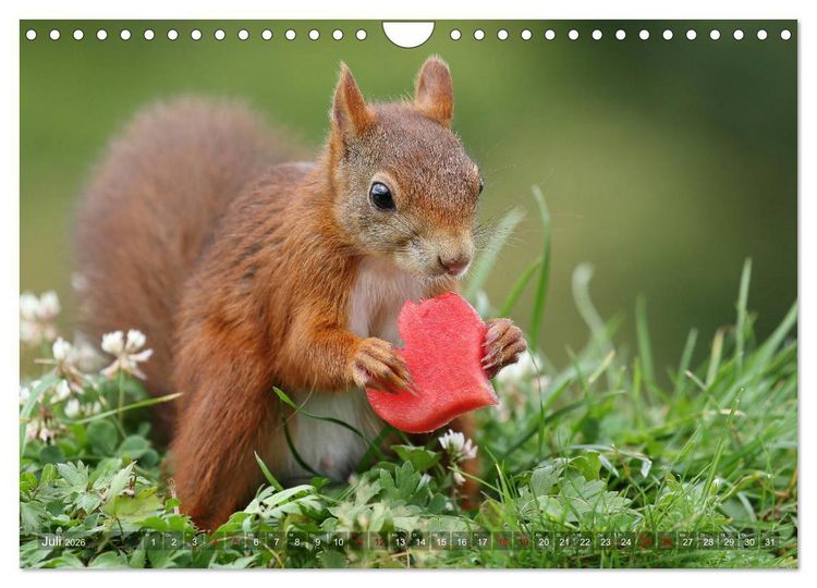 Produktbild: Eichh&ouml;rnchen Luna und ihre Kinder (Wandkalender 2026 DIN A4 quer), CALVENDO Monatskalender
