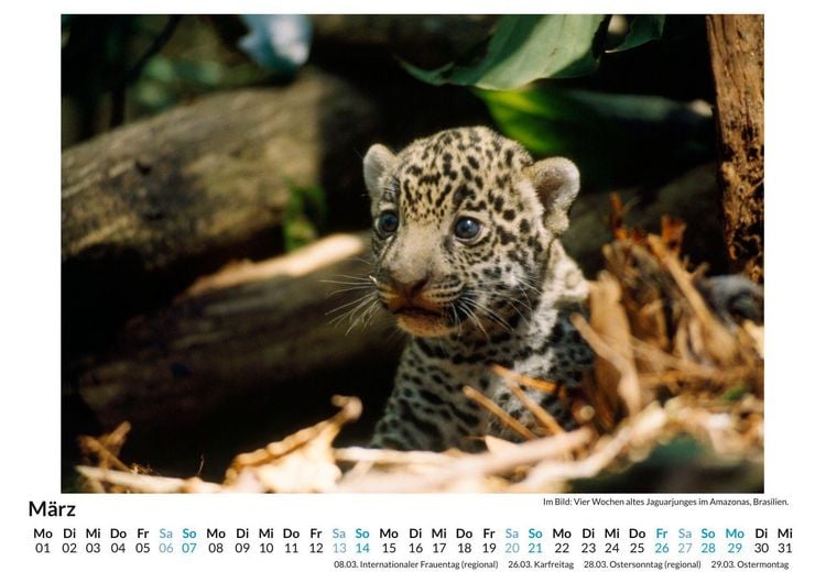 Produktbild: Jaguar