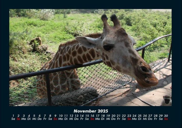 Produktbild: Giraffen 2025 Fotokalender DIN A4