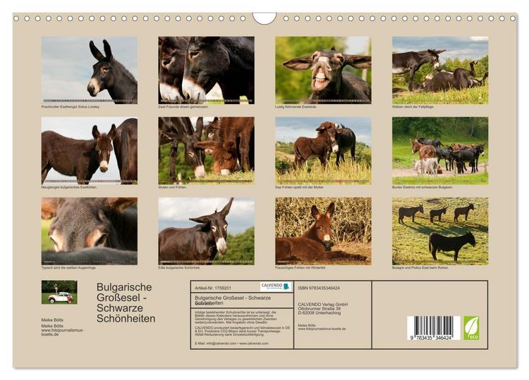 Produktbild: Bulgarische Gro&szlig;esel - Schwarze Sch&ouml;nheiten (Wandkalender 2025 DIN A3 quer), CALVENDO Monatskalender