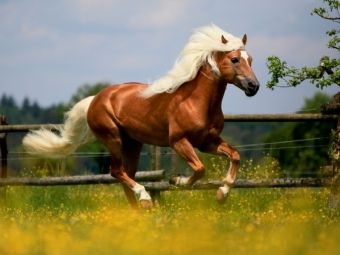 Produktbild: CALVENDO Puzzle Haflingerhengst - Weltreservesieger | 1000 Teile Lege-Gr&ouml;&szlig;e 64x48cm Foto-Puzzle f&uuml;r gl&uuml;ckliche Stunden
