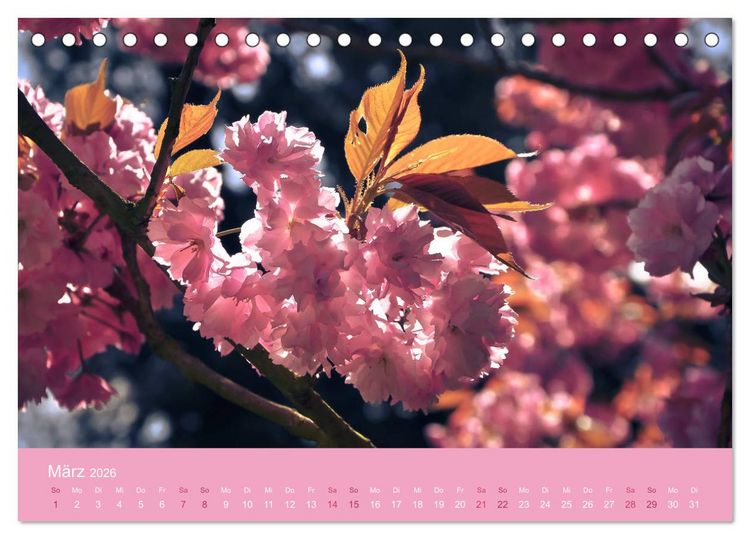 Produktbild: Zarte Kirschbl&uuml;ten - Berauschende Gedankend&uuml;fte (Tischkalender 2026 DIN A5 quer), CALVENDO Monatskalender
