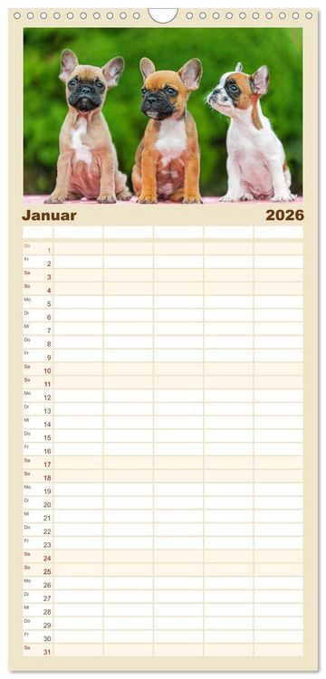 Produktbild: Familienplaner 2026 - Kleine Helden - Franz&ouml;sische Bulldoggen mit 5 Spalten (Wandkalender, 21 x 45 cm) CALVENDO