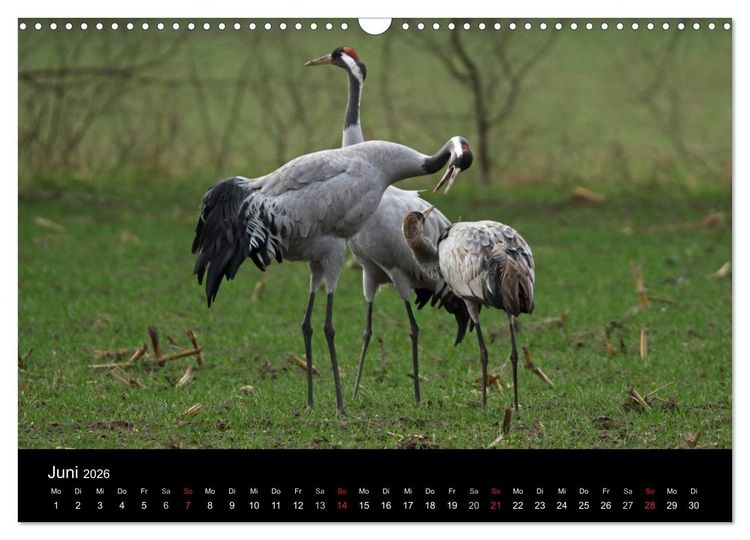 Produktbild: Kranich-Land Brandenburg (Wandkalender 2026 DIN A3 quer), CALVENDO Monatskalender