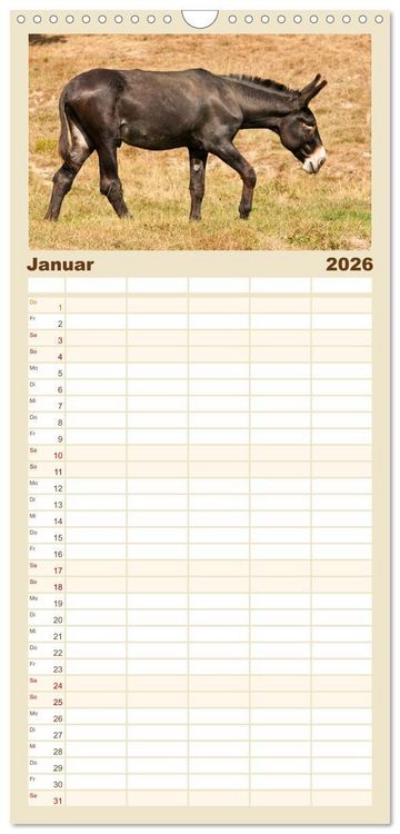 Produktbild: Familienplaner 2026 - Esel - Sixtus Loreley mit 5 Spalten (Wandkalender, 21 x 45 cm) CALVENDO