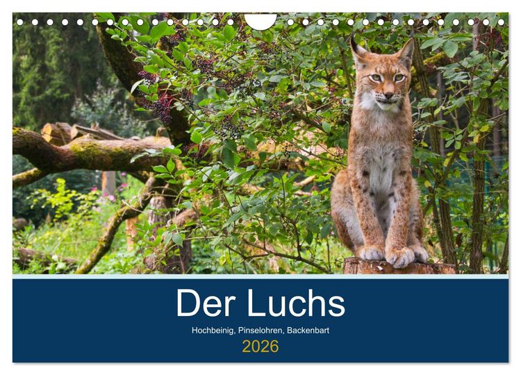 Produktbild: Der Luchs - Hochbeinig, Pinselohren, Backenbart (Wandkalender 2026 DIN A4 quer), CALVENDO Monatskalender