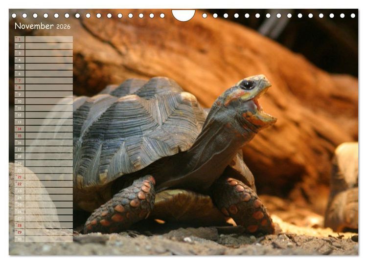 Produktbild: Schildkr&ouml;ten - Gepanzerte Wesen aus Urzeiten (Wandkalender 2026 DIN A4 quer), CALVENDO Monatskalender