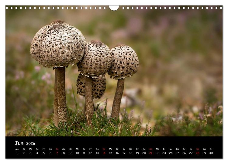 Produktbild: Pilzgalerie (Wandkalender 2026 DIN A3 quer), CALVENDO Monatskalender