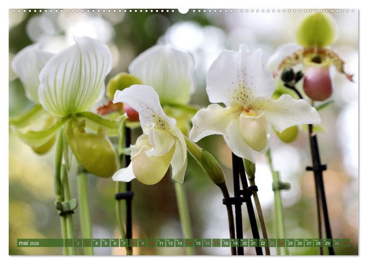Produktbild: Orchid&eacute;es merveilleuses (Calendrier mural 2026 DIN A2 vertical), CALVENDO calendrier mensuel