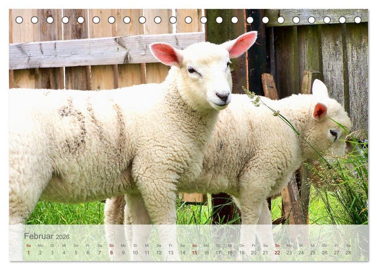 Produktbild: Salzwiesen, Schafe und Watt - Westerhever, ein Naturparadies an der Nordsee (Tischkalender 2026 DIN A5 quer), CALVENDO Monatskalender