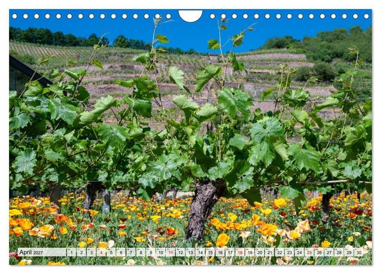 Produktbild: S&auml;chsische Sehnsucht - Ein Jahr zwischen Mei&szlig;en und Radebeul (Wandkalender 2027 DIN A4 quer), CALVENDO Monatskalender